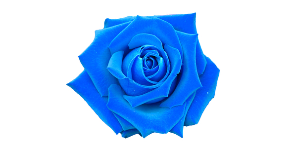 Blue Roses: Meaning and Pictures